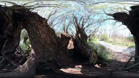 VR360, Gnarled pollarded willow in the nature park, salix Video stock 153748284