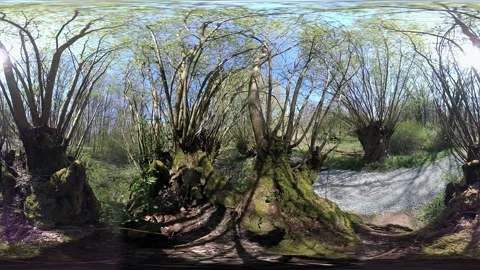 VR360, Gnarled pollarded willow in the nature park, salix Video stock 153748379