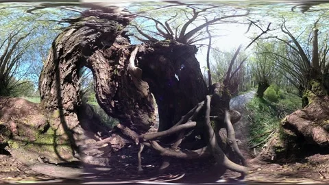 VR360, Gnarled pollarded willow in the nature park, salix Stock Footage 153748444