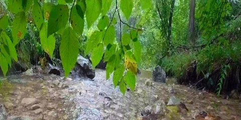 VR360 Green forest and raindrops Stock Footage 94168276