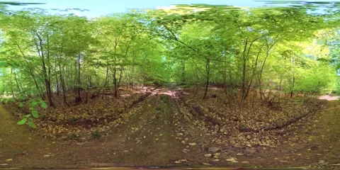 VR360, Green, fresh spring forest, deciduous forest, virtual reality 360 Видео 334227651