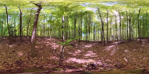VR360, Green, fresh spring forest, deciduous forest, virtual reality 360 Stockbeeldmateriaal 334231199