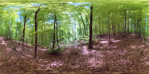 VR360, Green, fresh spring forest, deciduous forest, virtual reality 360 Stockbeeldmateriaal 334233435