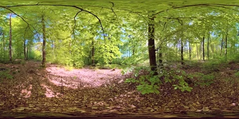 VR360, Green, fresh spring forest, deciduous forest, virtual reality 360 Stockbeeldmateriaal 334233647