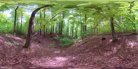 VR360, Green Spring Forest in the Gorge, Deciduous Forest, Virtual Reality 360 库存影片 334231052