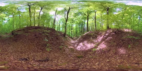 VR360, Green Spring Forest in the Gorge, Deciduous Forest, Virtual Reality 360 Stockbeeldmateriaal 334231054