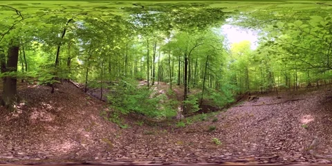VR360, Green Spring Forest in the Gorge, Deciduous Forest, Virtual Reality 360 Stockbeeldmateriaal 334233146
