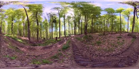 VR360, Harvester tracks in spring forest, deciduous forest, virtual reality 360 库存影片 334231133