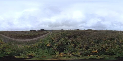 VR360, Hiking trail with dune vegetation on the North Sea coast, Denmark, VR Stock Footage 117536153