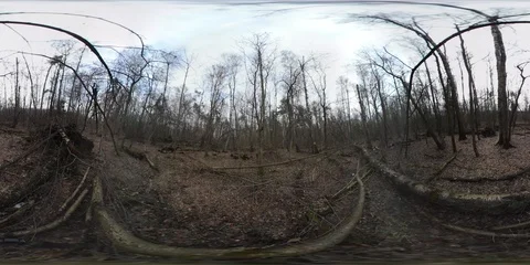 VR360. Leafless trees in an early spring forest. Stock Footage 126157507