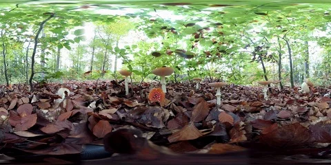 VR360, Mushroom forest with fly agaric in autumn, 360 VR, VR Stock Footage 118902220