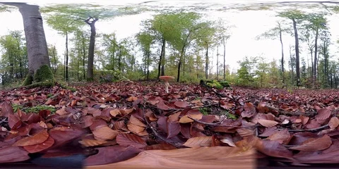 VR360, Mushroom forest with fly agaric in autumn, 360 VR, VR Stock Footage 118902296