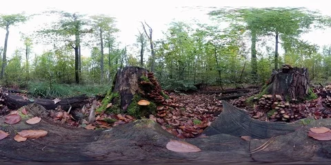 VR360, Mushrooms on tree stump, forest in autumn, 360 VR, VR Stock Footage 118902421