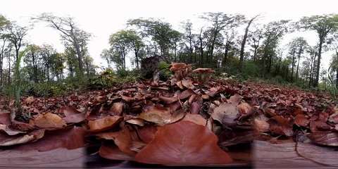 VR360, Mushrooms on tree stump, forest in autumn, 360 VR, VR Stock Footage 118902536