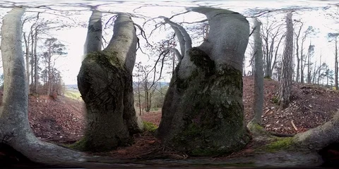 VR360, Old beech with several trunks in autumn Stock Footage 120639833