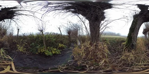 VR360, Pollard willows on a stream Stock Footage 120639876