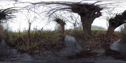 VR360, Pollard willows on a stream Stock Footage 120639922