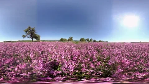 VR360, Purple flower field with cuckoo carnations, Seed production, 360VR Video stock 130863391