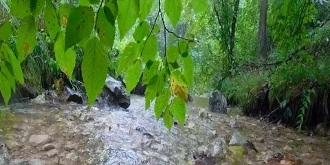 VR360 Rain in forest Stock Footage 94167645