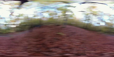 VR360, Rotating beech forest with leaf carpet, 360 VR, VR Stock Footage 119164036