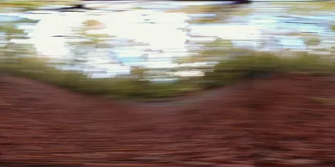 VR360, Rotating beech forest with leaf carpet, 360 VR, VR Stock Footage 119164323