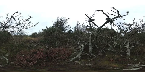 VR360, Sand dune with dune vegetation on the North Sea coast, Denmark, VR Stock Footage 117535556