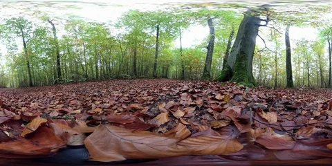 VR360, Sunny forest with leaf carpet in autumn, 360 VR, VR Stock Footage 118902837