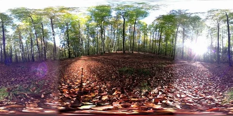 VR360, Sunny forest with leaf carpet in autumn, 360 VR, VR Stock Footage 118902922