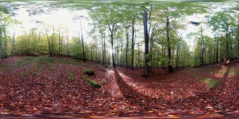 VR360, Sunny forest with leaf carpet in autumn, 360 VR, VR Stock Footage 119220947