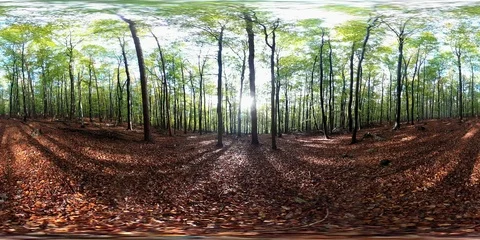 VR360, Sunny forest with leaf carpet in autumn, 360 VR, VR Stock Footage 119221032