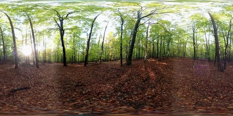 VR360, Sunny forest with leaf carpet in autumn, 360 VR, VR Stock Footage 119221161