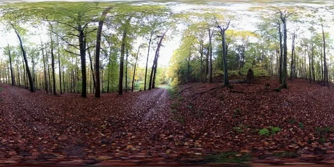 VR360, Sunny forest with leaf carpet in autumn, 360 VR, VR Stock Footage 119221201
