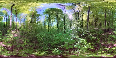 VR360, Sunny, lush, dense spring forest, deciduous forest, virtual reality 360 库存影片 334227828