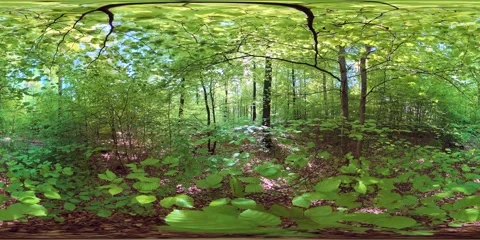 VR360, Sunny, lush, dense spring forest, deciduous forest, virtual reality 360 Видео 334233639