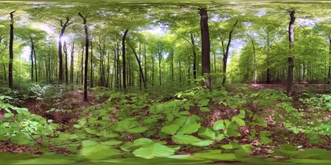 VR360, Sunny, lush, dense spring forest, deciduous forest, virtual reality 360 Stockbeeldmateriaal 334233830
