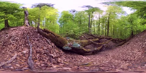 VR360, Sunny spring forest with deadwood and tree fungi, deciduous forest 库存影片 334233218
