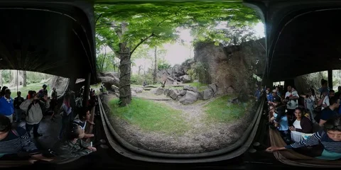 VR360. Visitors in the Congo Gorilla Forest of Bronx Zoo. NYC, USA. Stock Footage 111755727