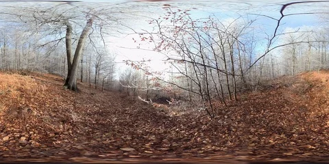 VR360, Winter in deciduous forest, beech trees with hoarfrost, VR360 Stock Footage 123366117