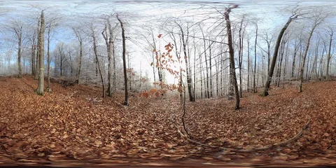 VR360, Winter in deciduous forest, beech trees with hoarfrost, VR360 Stock Footage 123366185