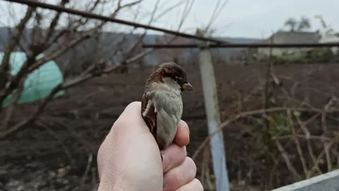 Vrabia 動画素材 239070185