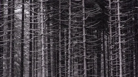 Vratna dolina Stock-Footage 82923082