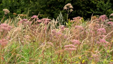 Vratna dolina 스톡 동영상 147980186