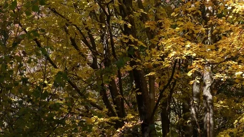 Vratna Stock Footage 82345598