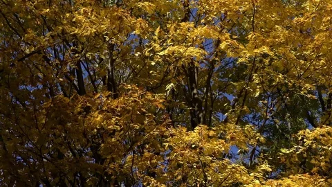 Vratna 스톡 동영상 82345611