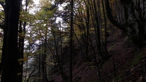 Vratna 스톡 동영상 82346582