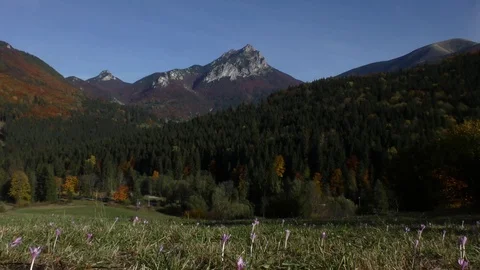 Vratna 스톡 동영상 82708095