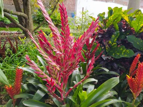 Vriesea carinata Stock Photos