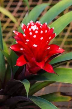Vriesea pineapple flower Stock Photos