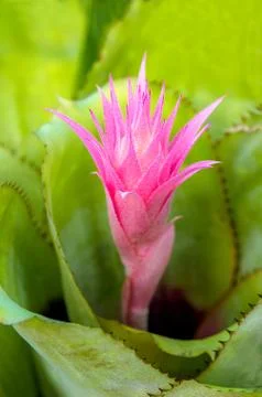 Vriesea pineapple flower Stock Photos