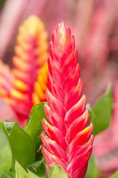 Vriesea splendens flower Stock Photos